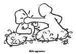 MaleAggression.jpg (18768 bytes)