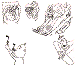 Sam22C.gif (15138 bytes)
