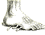 Staff_3.gif (8768 bytes)