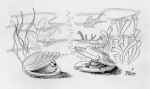clamtray.jpg (36553 bytes)