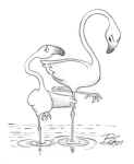 flamingos.jpg (18616 bytes)
